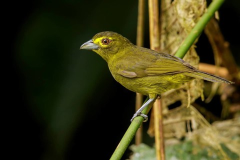 Lemon-spectacled Tanager (Chlorothraupis olivacea) perched on a branch in the Andes mountains of