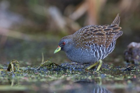 Australian Crake (Porzana fluminea) foraging, Victoria, Australia