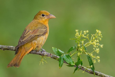 Summer Tanager (Piranga rubra) female perched on a branch, Texas, USA