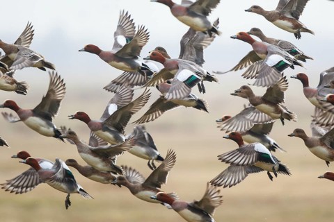 Eurasian Wigeon (Mareca penelope) group taking flight, Netherlands