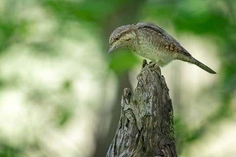 Eurasian Wryneck (Jynx torquilla) perched on a stump, Saxony-Anhalt, Germany