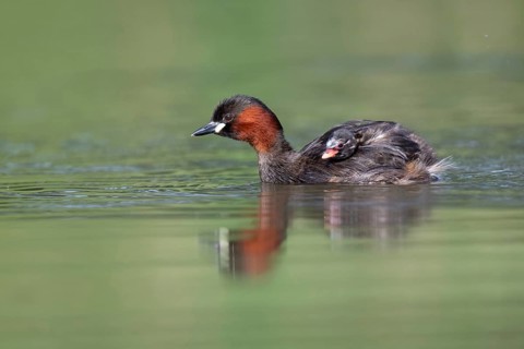 Little Grebe (Tachybaptus ruficollis) with chick, Saxony, Germany