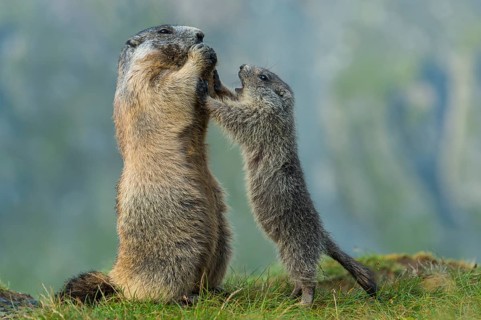Alpine Marmot (Marmota marmota) adult with young, High Tauern National Park, Carinthia, Austria