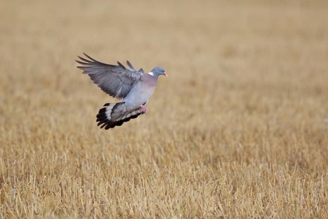 Common Wood Pigeon (Columba palumbus) flying, North Rhine-Westphalia, Germany