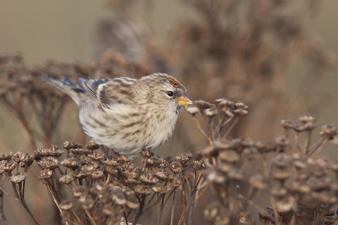 Common Redpoll - Taiga-BIrkenzeisig - Carduelis flammea flammea, Germany