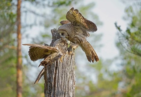 Great Grey Owl (Strix nebulosa) male exchanging a vole with female, Suomussalmi, Finland