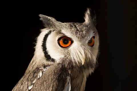 Southern White-faced Owl (Ptilopsis granti) captive, Germany