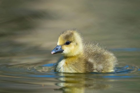 Greylag Goose (Anser anser) chick, Lower Saxony, Germany