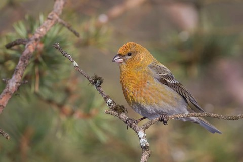 Pine Grosbeak - Hakengimpel - Pinicola enucleator, Finland