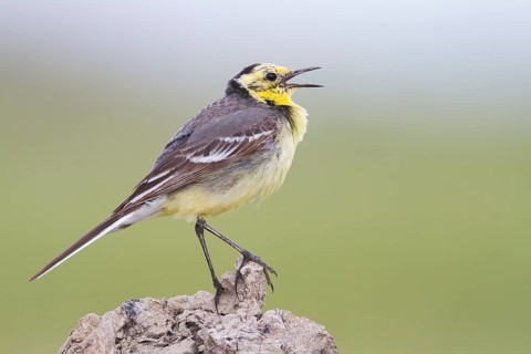 Citrine Wagtail - Zitronenstelze - Motacilla citreola ssp. citreola, Kazakhstan