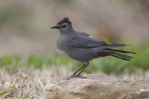 Grey Catbird (Dumetella carolinensis) perched on a stone, Texas, USA