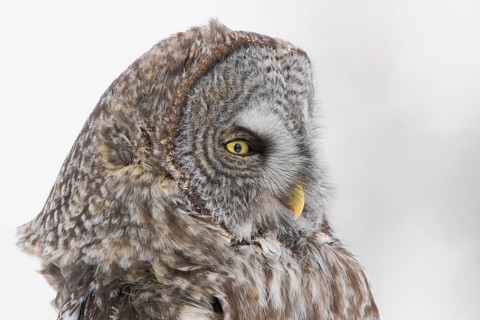 Great Grey Owl (Strix nebulosa), Quebec, Canada