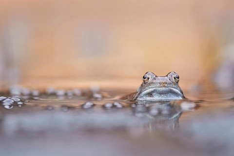 Common Frog (Rana temporaria) portrait in spawning pond, Canton of Grisons, Switzerland