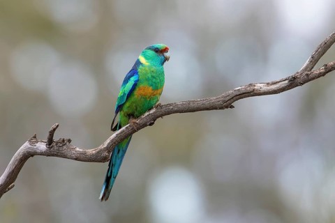 Mallee Ringneck (Barnardius zonarius barnardi) male, Victoria, Australia