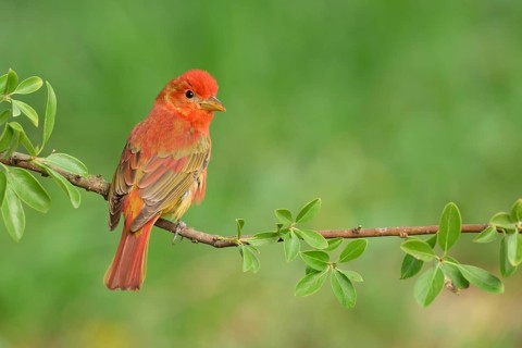 Summer Tanager (Piranga rubra) male perched on a branch, Texas, USA