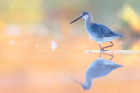 Spotted Redshank (Tringa erythropus) foraging, Groningen, Netherlands