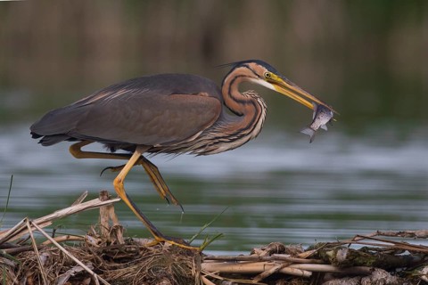 Purple Heron (Ardea purpurea) with fish prey in beak, Subotica, Serbia