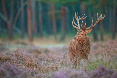 Rothirsch, Cervus elaphus Red Deer, Cervus elaphus