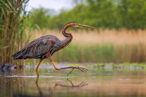 Purple Heron (Ardea purpurea) foraging, Kiskunsag, Hungary