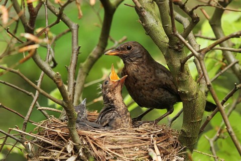 Common Blackbird (Turdus merula) female at nest with chicks, Lower Saxony, Germany