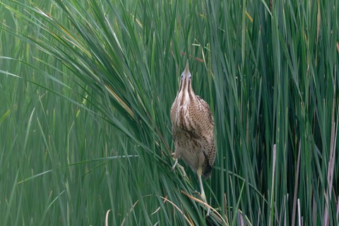 Eurasian Bittern (Botaurus stellaris), Saxony, Germany