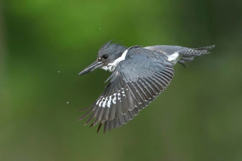 Belted Kingfisher (Megaceryle alcyon) flying, Colorado, USA