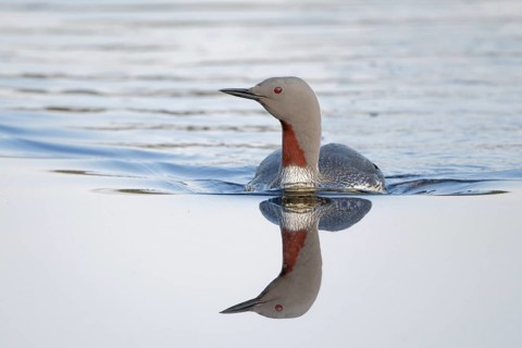 Red-throated Loon (Gavia stellata), Dalarna, Sweden