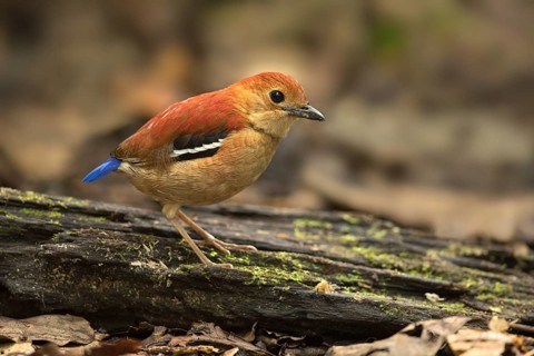 Blue-headed Pitta (Hydrornis baudii) female, Sabah, Malaysia