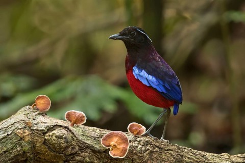 Black-crowned Pitta (Erythropitta ussheri), Sabah, Malaysia