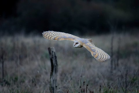 Schleiereule, lat. Tyto alba guttata, fliegt über einer Brachfläche vor einem Waldrand