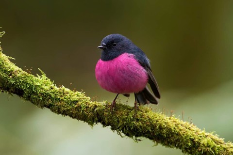 Pink Robin (Petroica rodinogaster) male perched on a mossy branch, Victoria, Australia