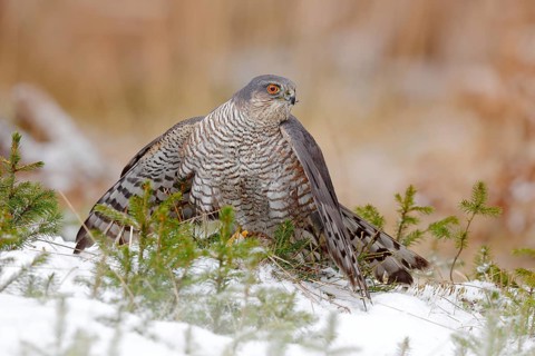 Eurasian sparrowhawk, Accipiter nisus, sitting on the snow in the forest with caught little