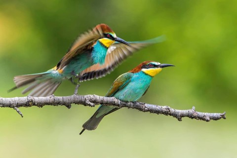 European Bee-eater (Merops apiaster) perched on a branch, Subotica, Serbia