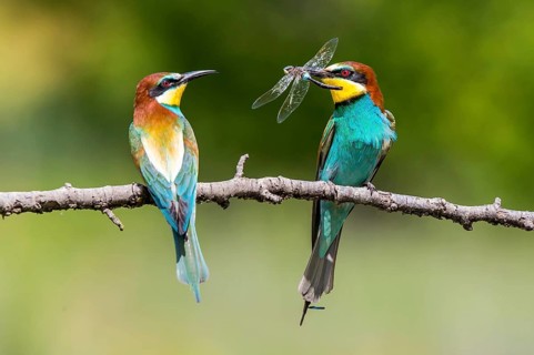 European Bee-eater (Merops apiaster) pair displaying, presentation of a Lesser emperor (Anax