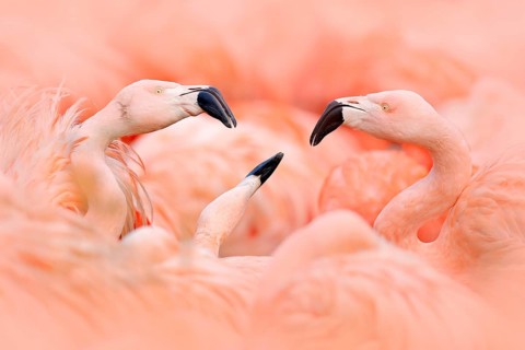 Flaningo fight. American flamingo, Phoenicopterus rubernice, pink big bird, dancing in water,