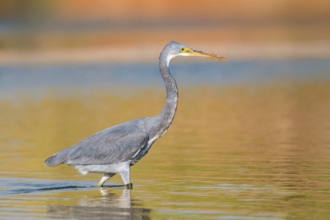 Western Reef Heron (Egretta gularis), Eilat, Israel