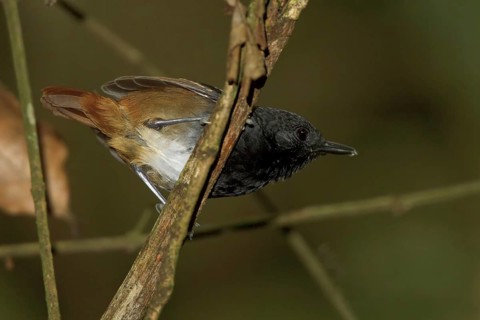 Southern Chestnut-tailed Antbird (Myrmeciza hemimelaena) male, Manu National Park, Peru