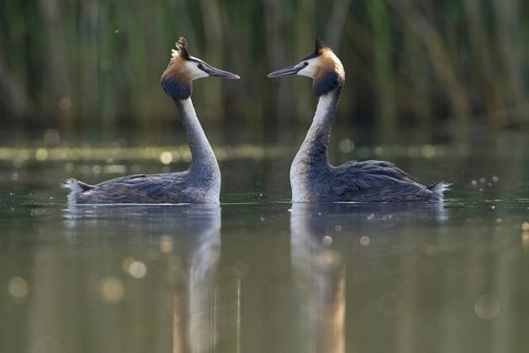 Great Crested Grebe (Podiceps cristatus) pair displaying, Saxony, Germany