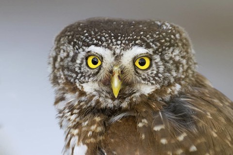 Eurasian Pygmy Owl (Glaucidium passerinum), Vorarlberg, Austria