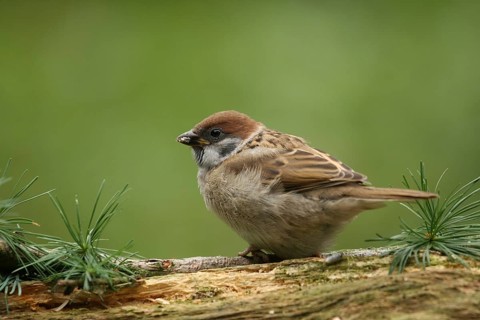 Eurasian Tree Sparrow (Passer montanus) juvenile, Lower Saxony, Germany