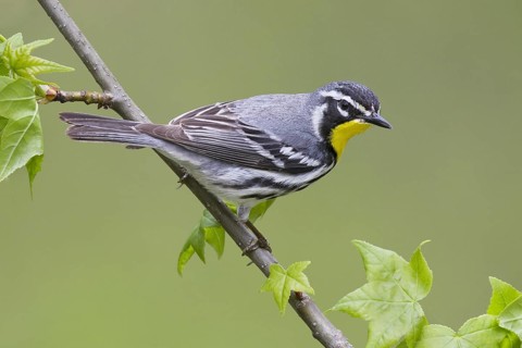 Yellow-throated Warbler (Setophaga dominica), Ohio, USA