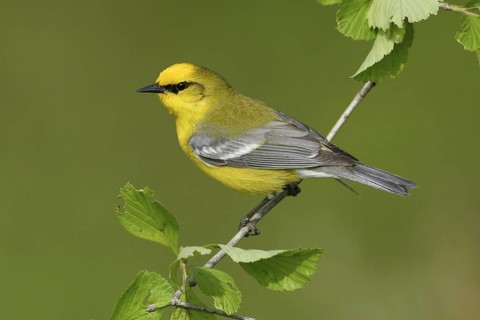 Blue-winged Warbler (Vermivora cyanoptera), Ohio, USA