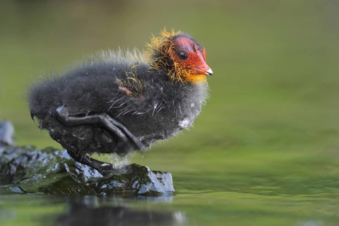 Eurasian Coot (Fulica atra) juvenile, North Rhine-Westphalia, Germany