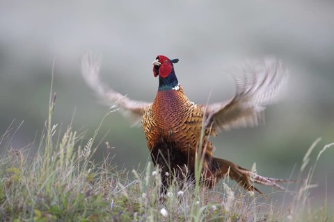 Common Pheasant (Phasianus colchicus) male mating, Texel, Netherlands