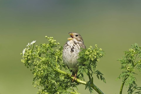 Grauammer (Emberiza calandra) Corn Bunting, male