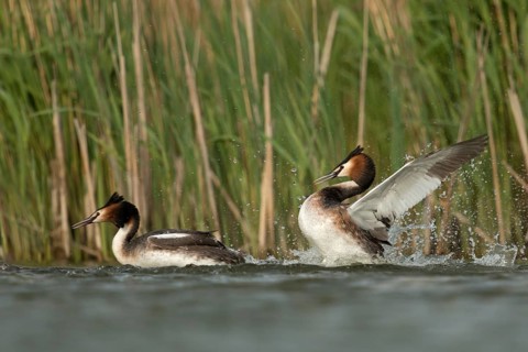 Great Crested Grebe (Podiceps cristatus) fighting over territory, North Rhine-Westphalia, Germany