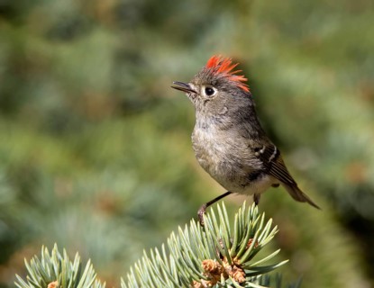 A Ruby-crowned Kinglet, Regulus calendula, singing, on a spruce tree in Saskatoon, Saskatchewan