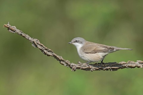 Lesser Whitethroat (Sylvia curruca) perched on a branch, Aosta Valley, Italy