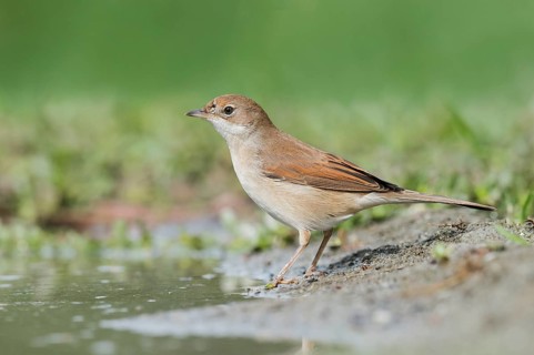 Common Whitethroat (Sylvia communis) at waterhole, Aosta Valley, Italy