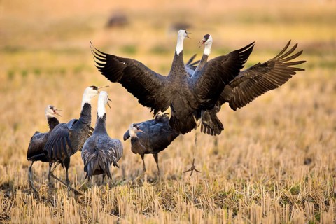 Hooded Crane (Grus monacha) group on field, Arasaki, Japan